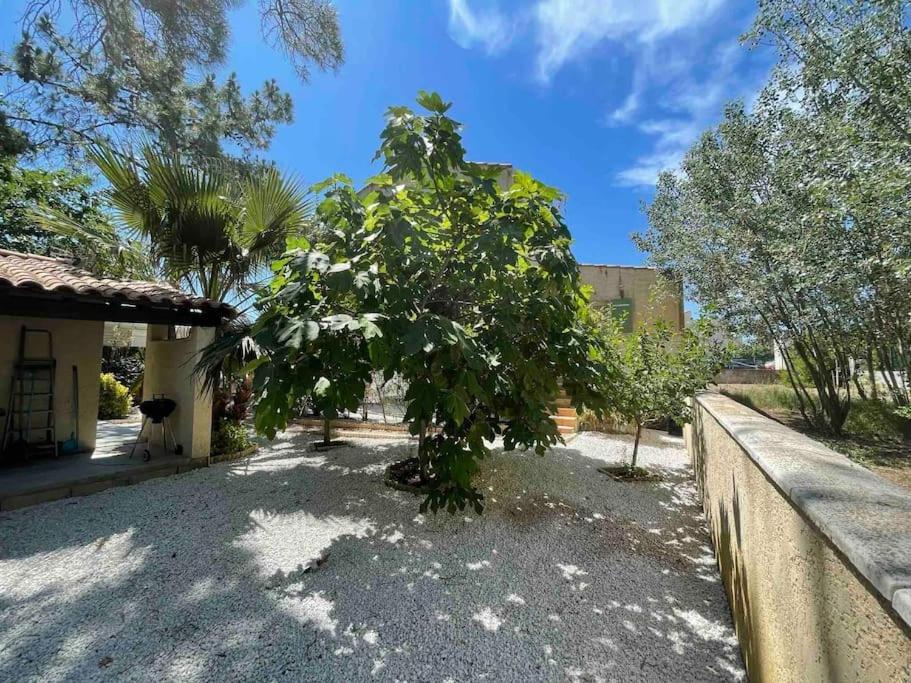 Marseillan Plage Studio Independant المظهر الخارجي الصورة